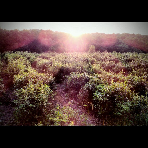 茶园日落（LOMO片） 摄影 地瓜飘香