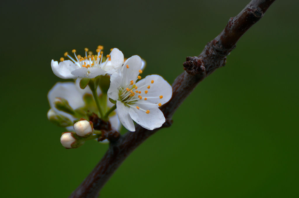 李子树开花 摄影 魡蓊