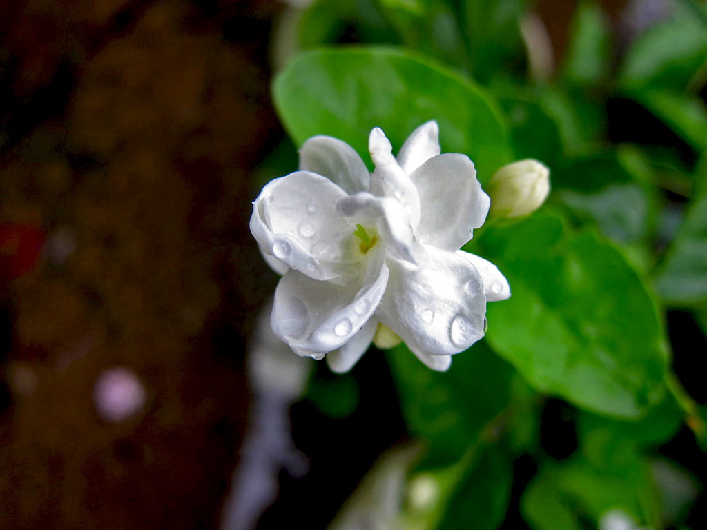 茉莉花开 摄影 闲心雅兴