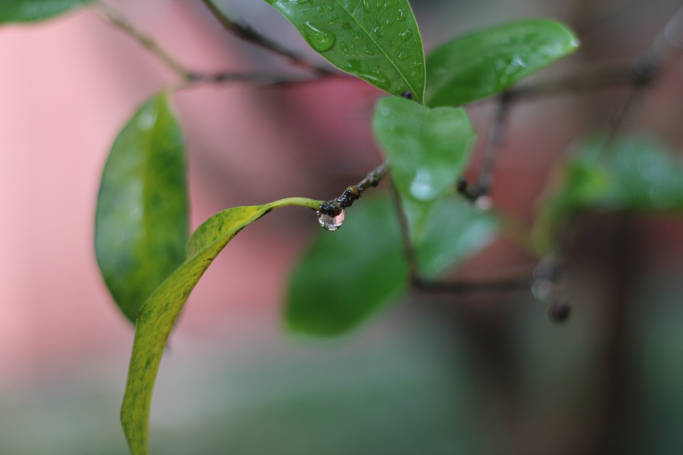 雨后点滴 摄影 无法忘记