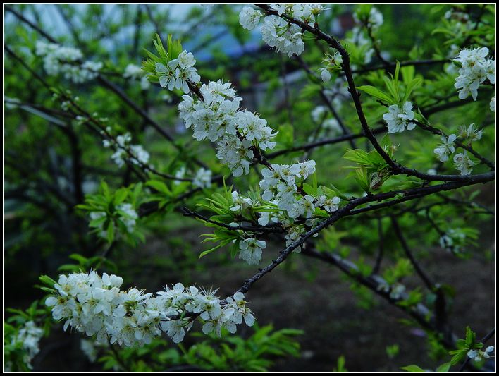 李花 摄影 红棉-1