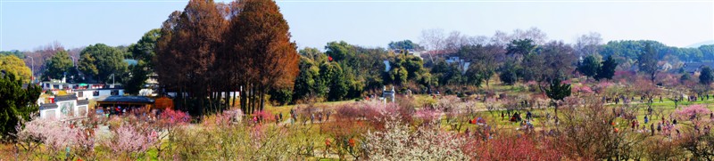 《梅园》 摄影 琼崖麦田