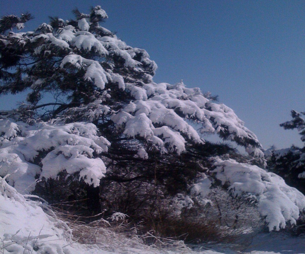 春雪1 摄影 童乐23