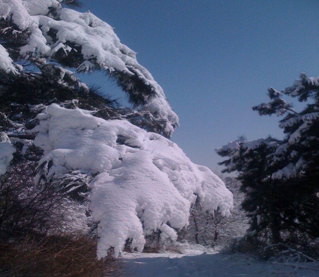 春雪2 摄影 童乐23