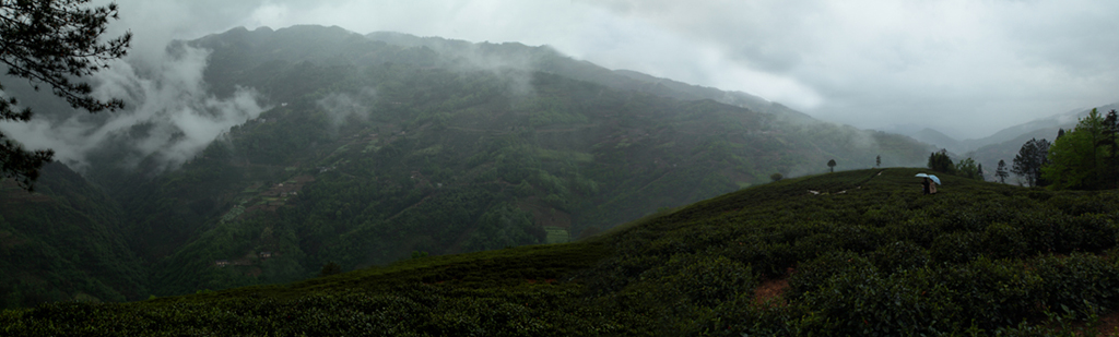 雨中茶园 摄影 黑山羊尼克