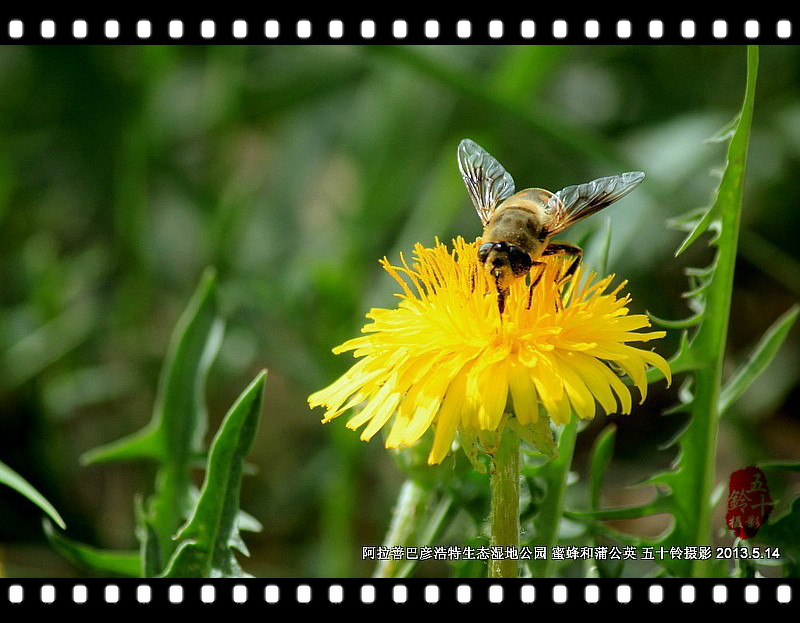 蜜蜂与蒲公英 摄影 五十铃