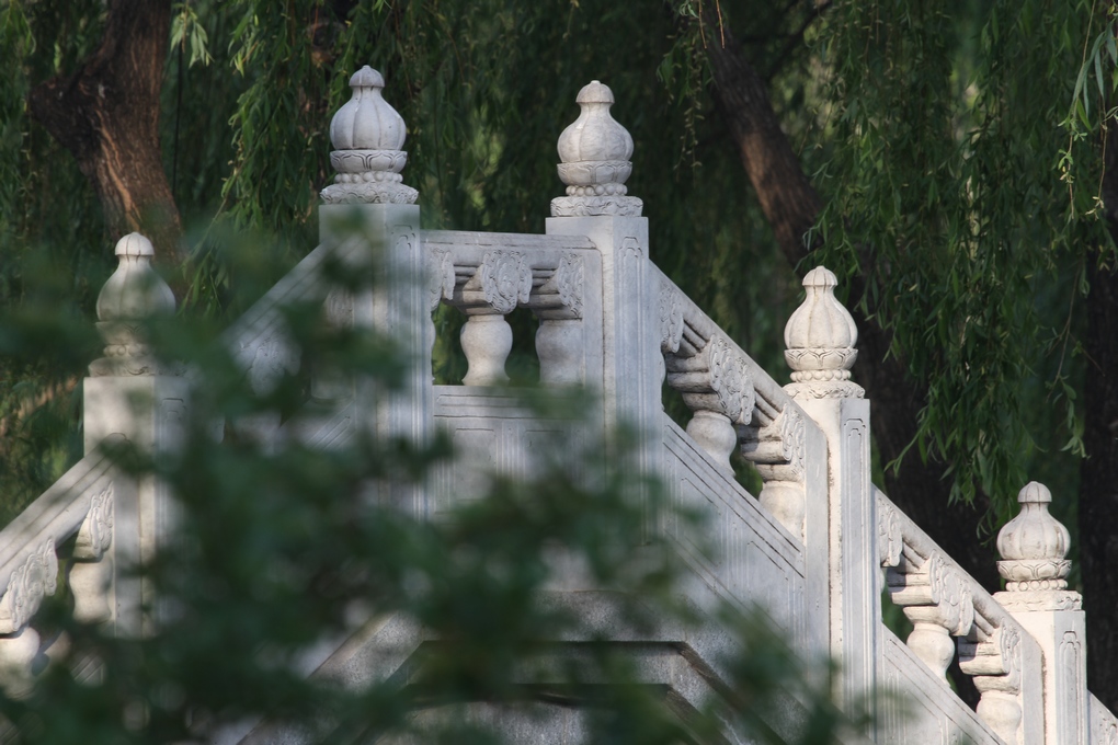 夏趣添几许，枝掩堂阑鸲（2） 摄影 旅帆