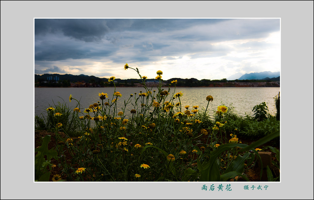 雨后黄花 摄影 拾穗者