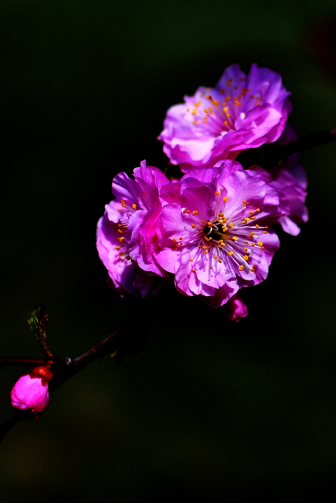 桃花吐蕊 摄影 海的情怀