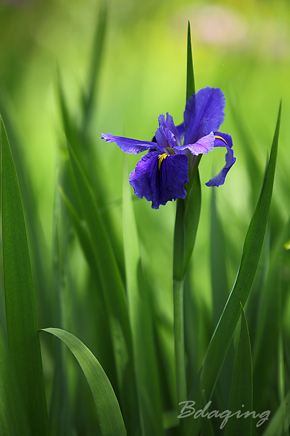 菖蒲花 摄影 Bdaqing