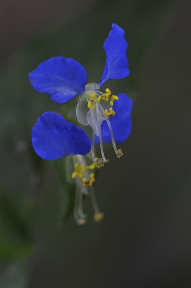 花 摄影 谢彬