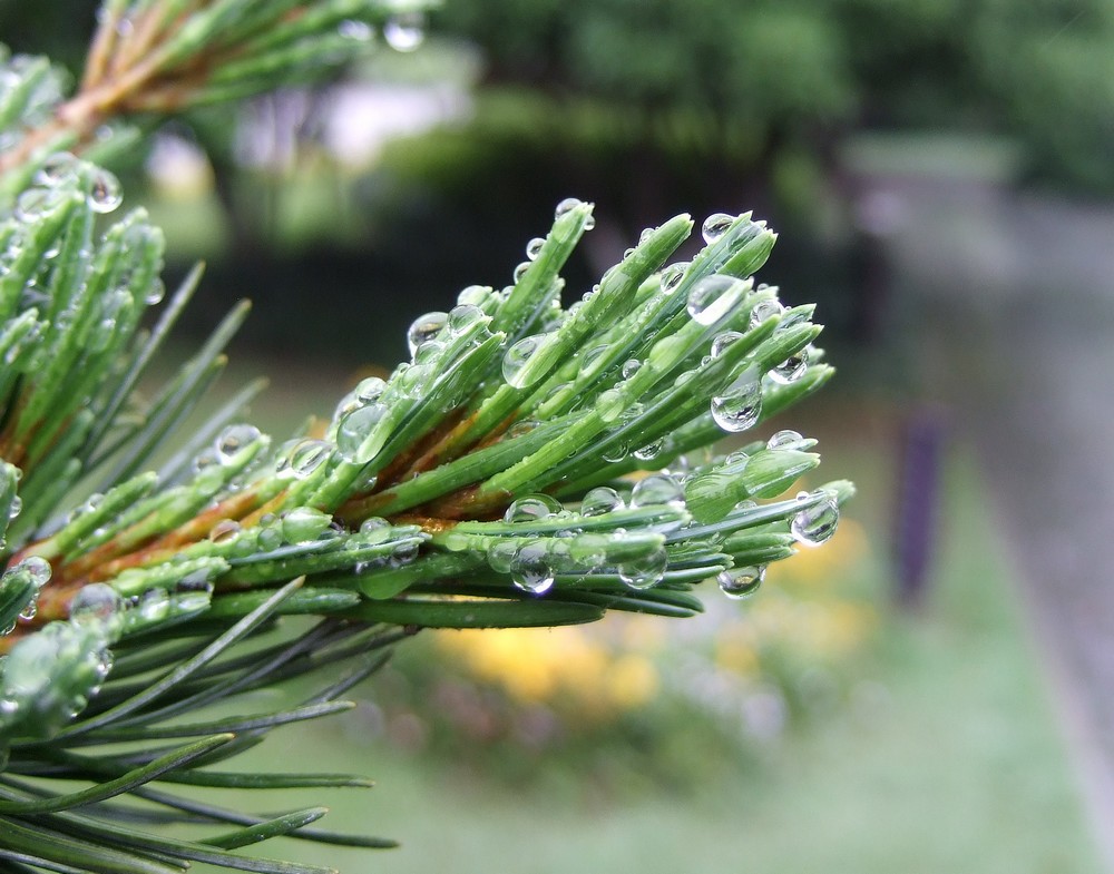 雨季 摄影 杨公堤