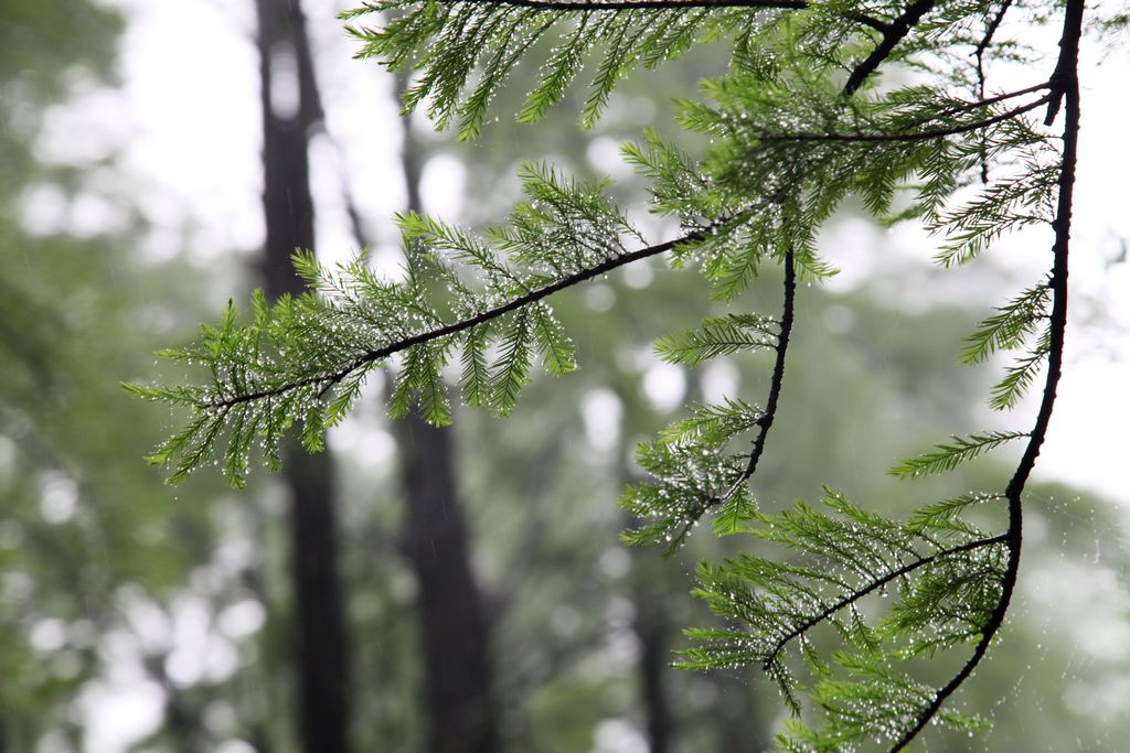 在雨中 摄影 我欢喜