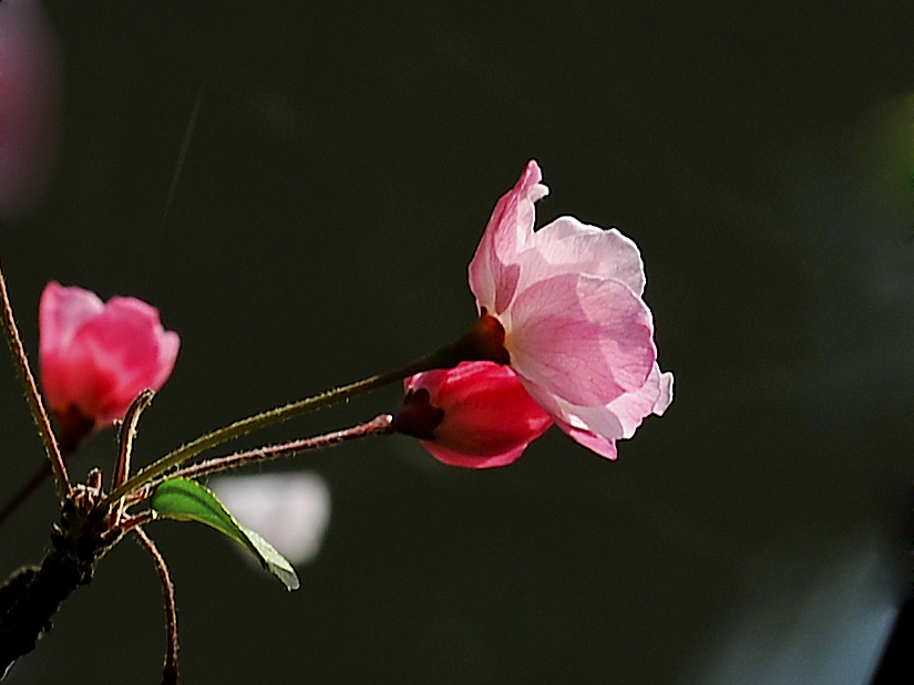 海棠 摄影 小小学徒