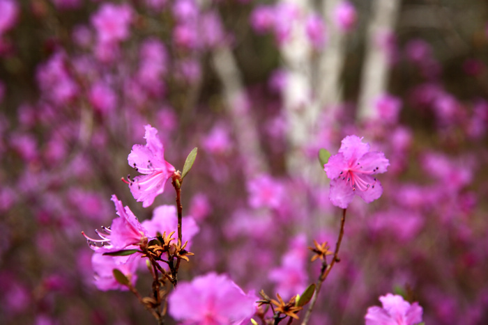 杜鹃花 摄影 岭上行