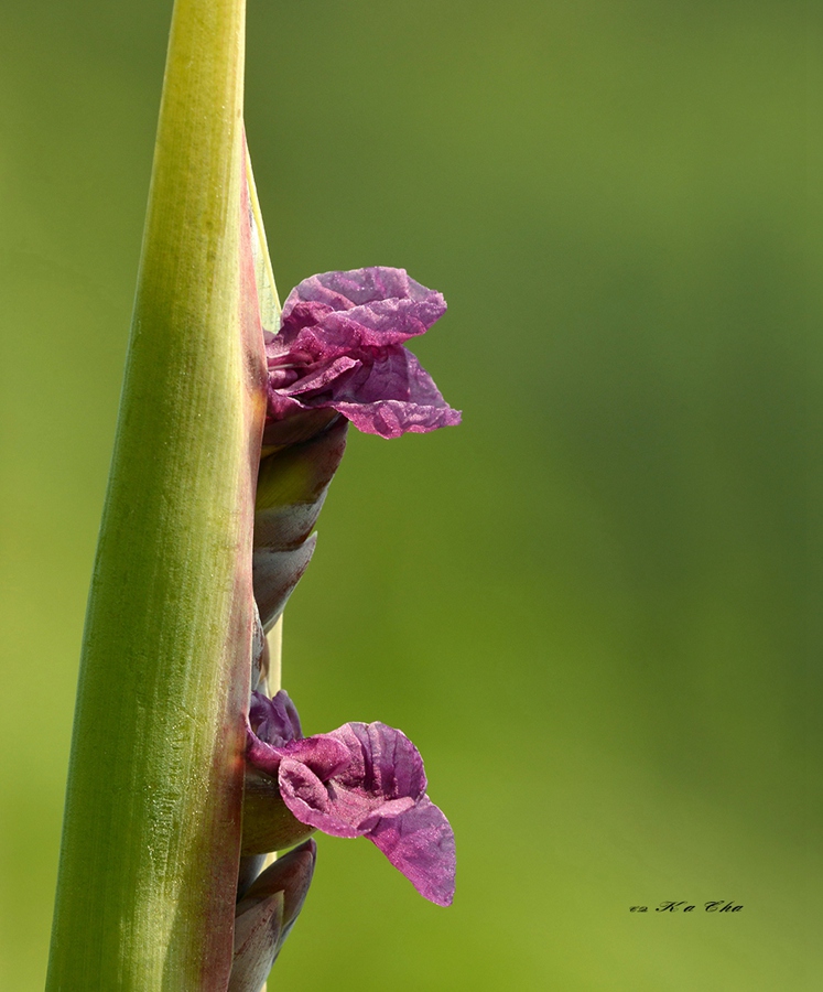 再力花 Thalia dealbata 摄影 重庆咔嚓