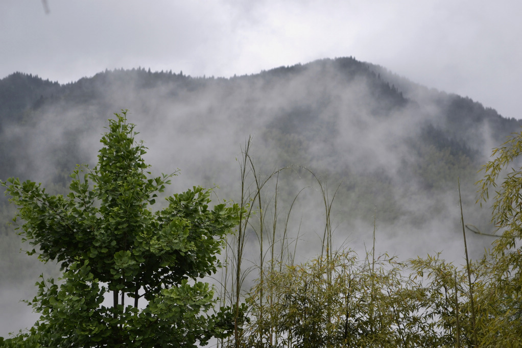 晨雾 摄影 山野归来