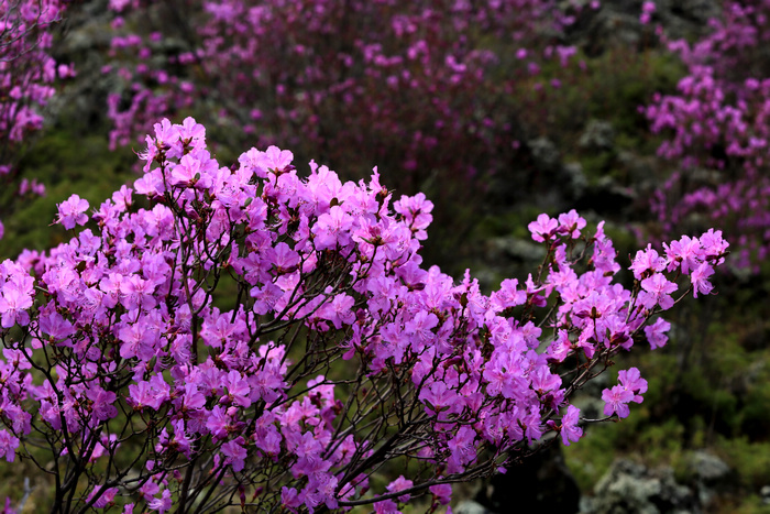 杜鹃花 摄影 岭上行