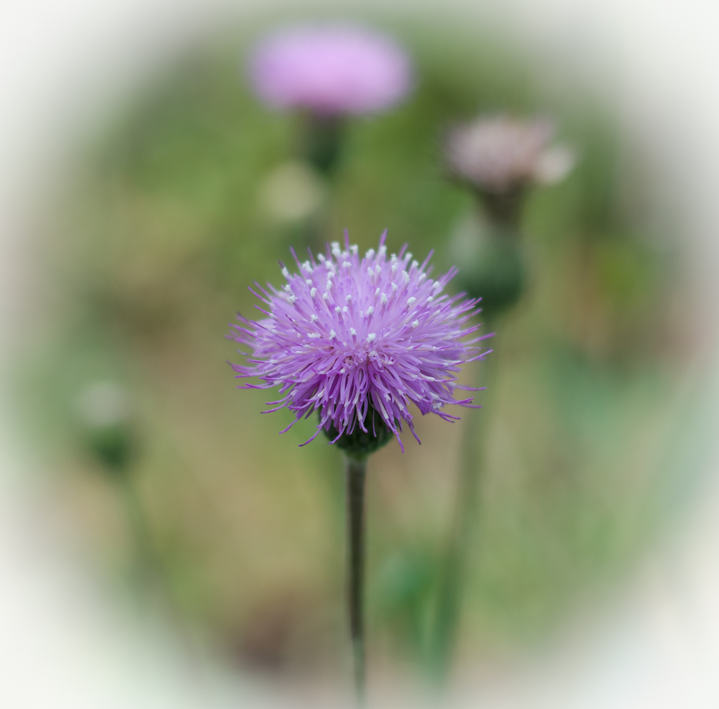 野花 摄影 狼鹰