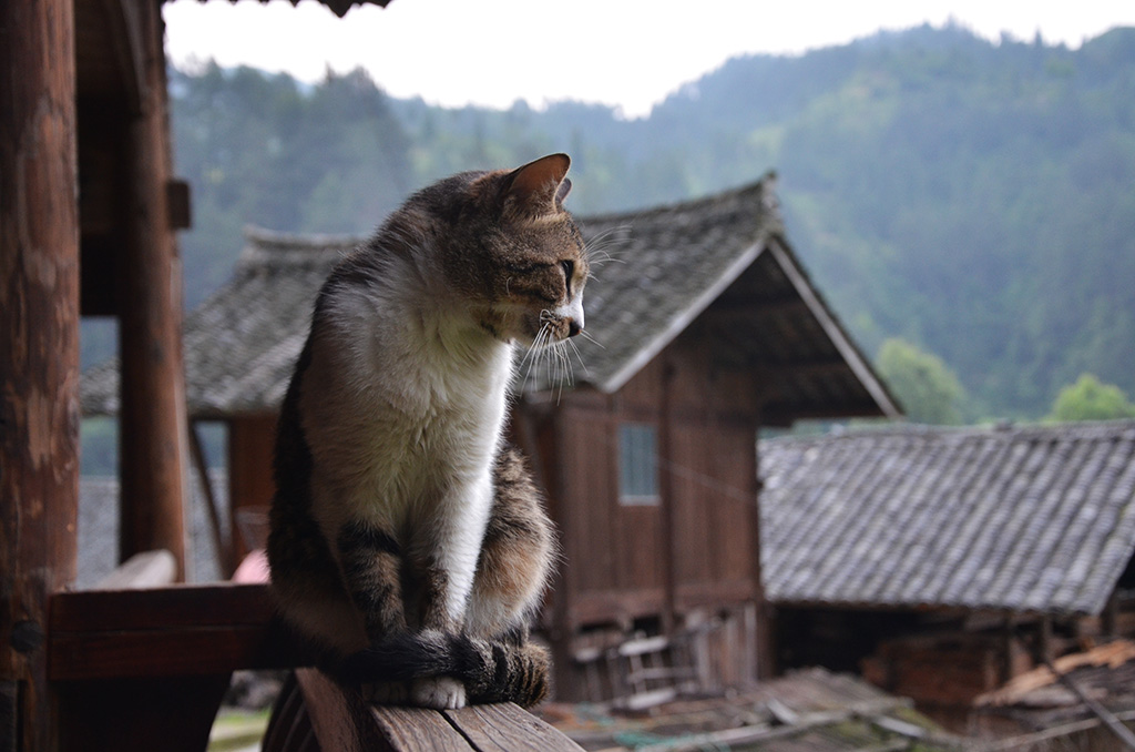 苗乡里的猫 摄影 hi虫