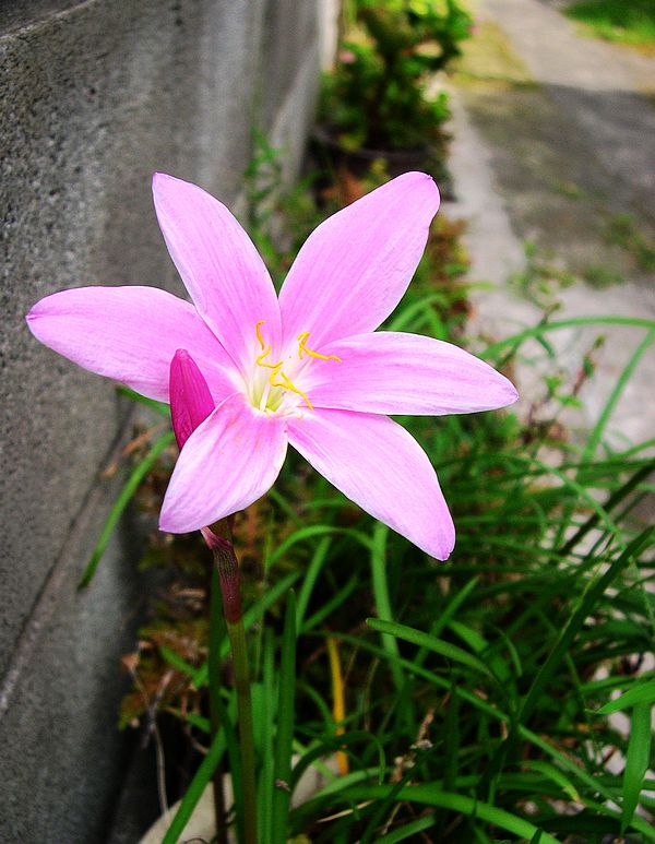 路边的花儿 摄影 西风胡杨