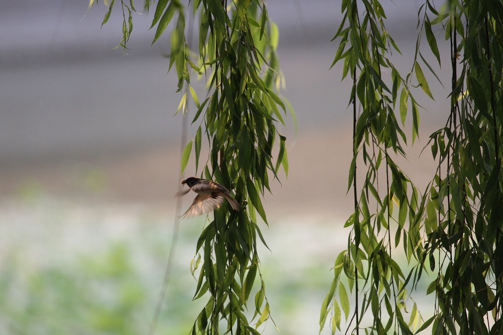 夏趣添几许，柳雀笑我迟（2） 摄影 旅帆