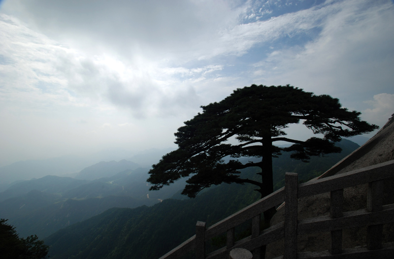 天柱松 摄影 土豆花