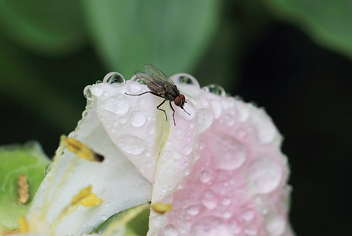 雨后 摄影 逐日追风