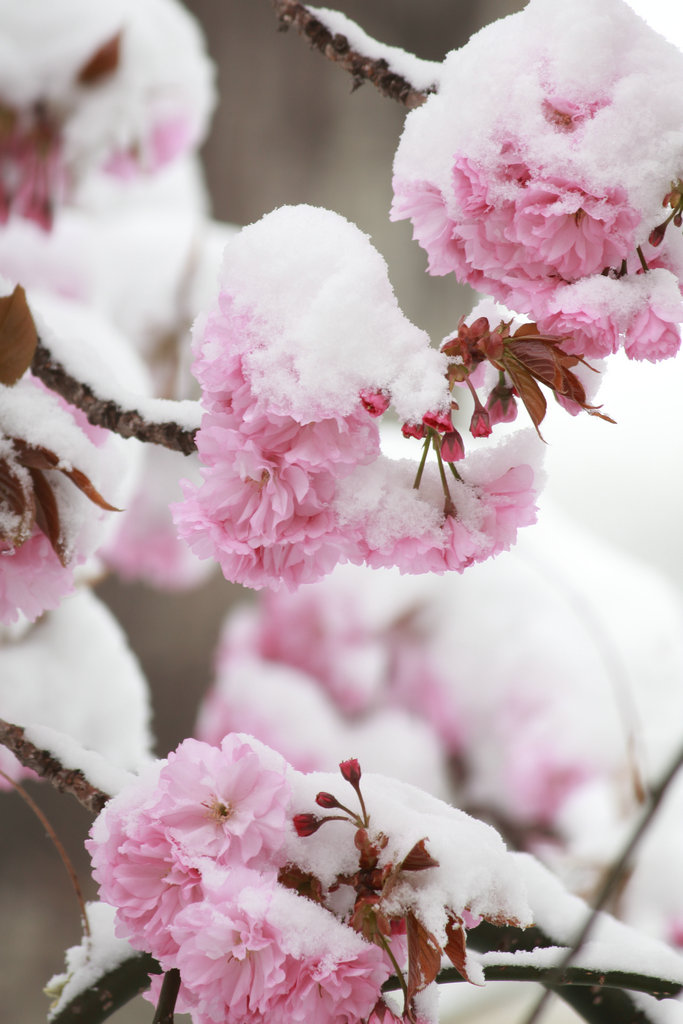 樱花雪 摄影 五角枫