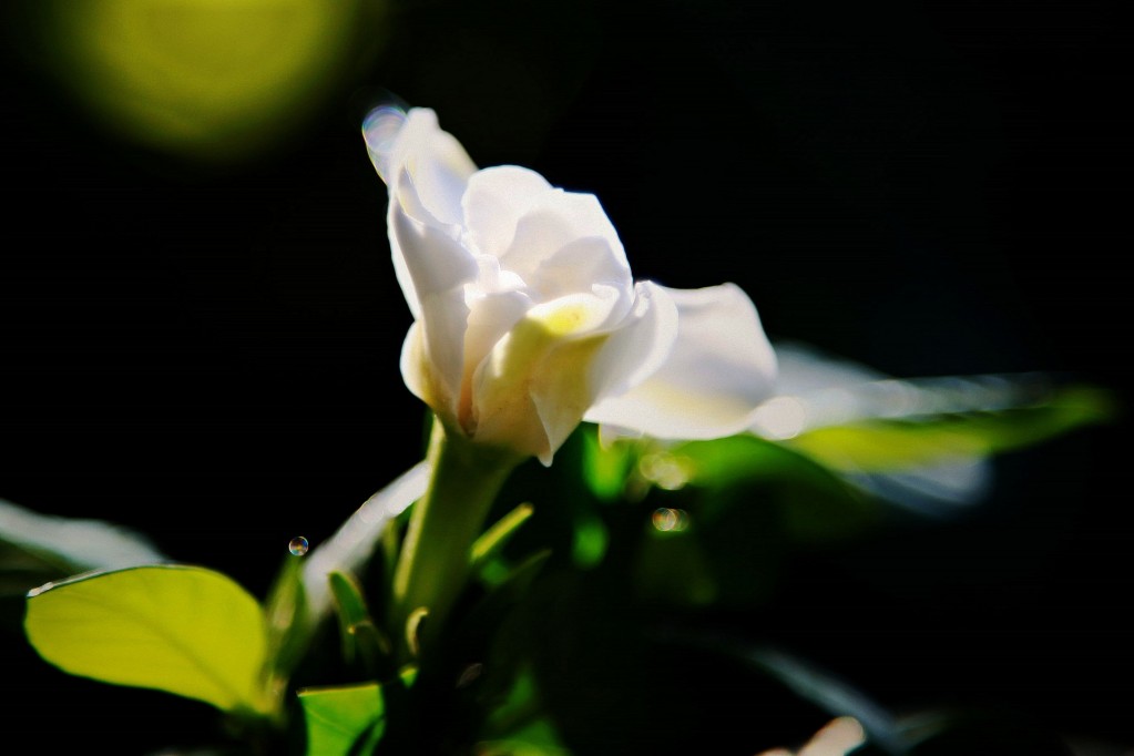 栀子花开 摄影 灵蔺