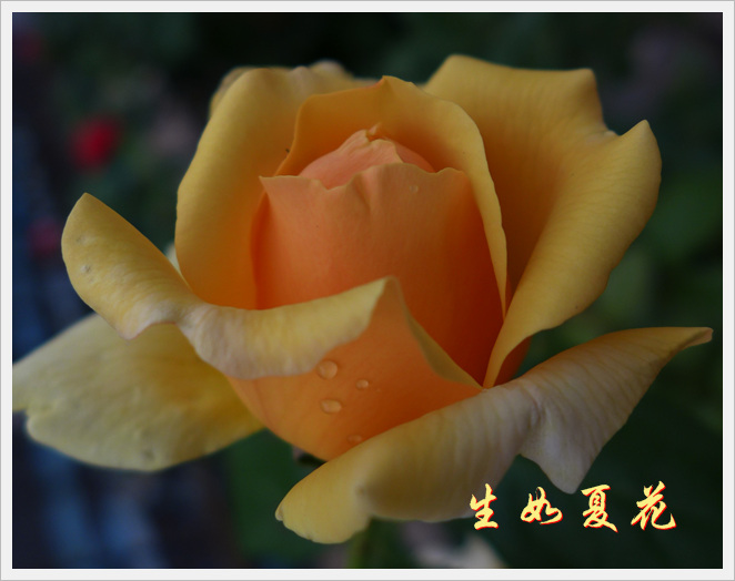 花晕 摄影 吾亦梦蝶