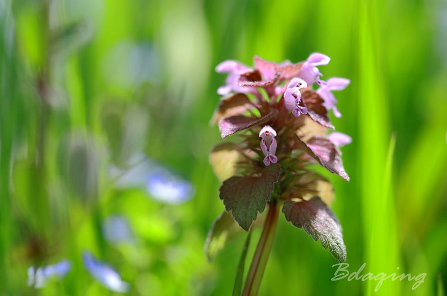 紫花野芝麻 摄影 Bdaqing