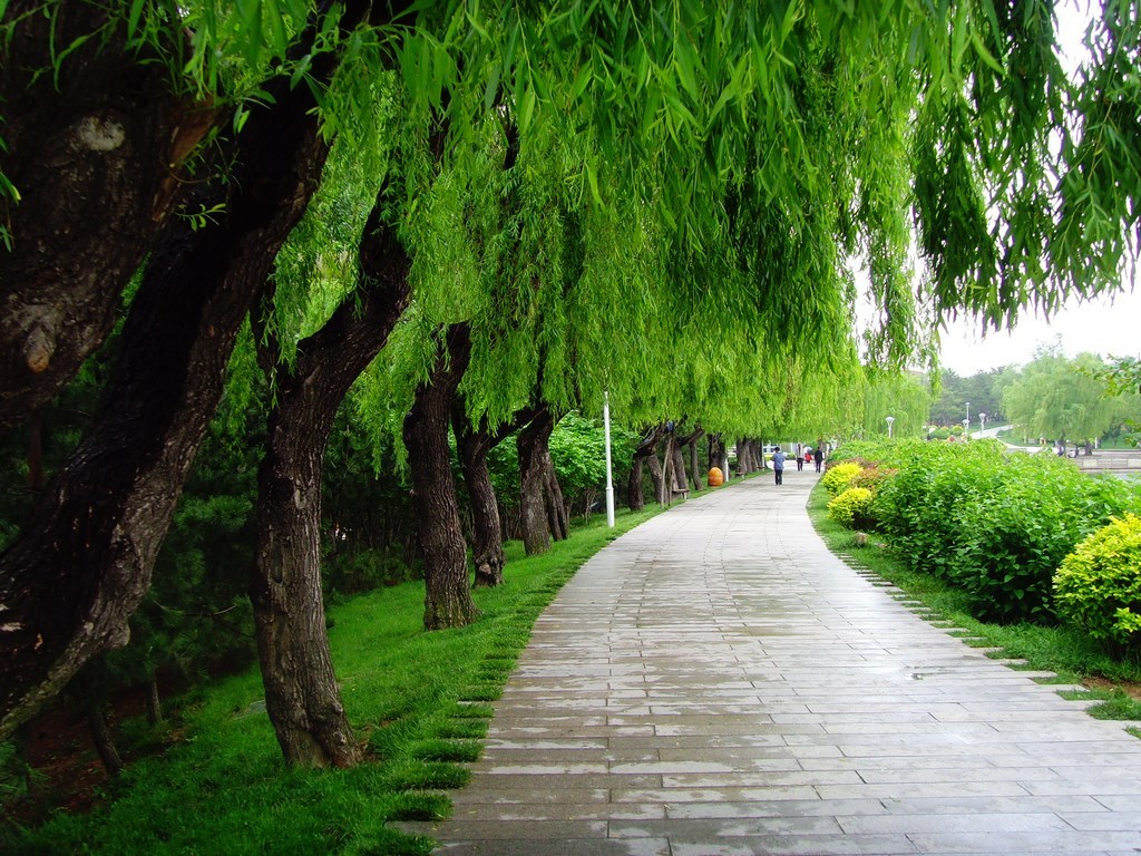 雨后新绿 摄影 海鸥119