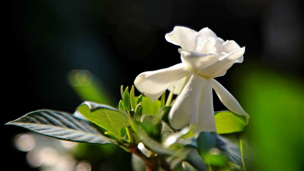 栀子花开 摄影 灵蔺