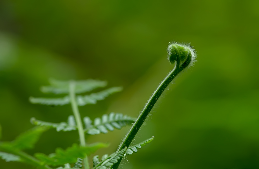 芽 摄影 斐瑜