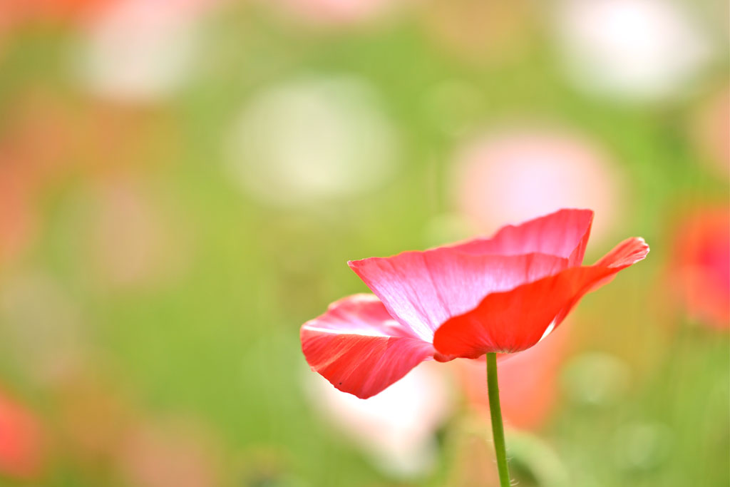 花1 摄影 山野秋韵