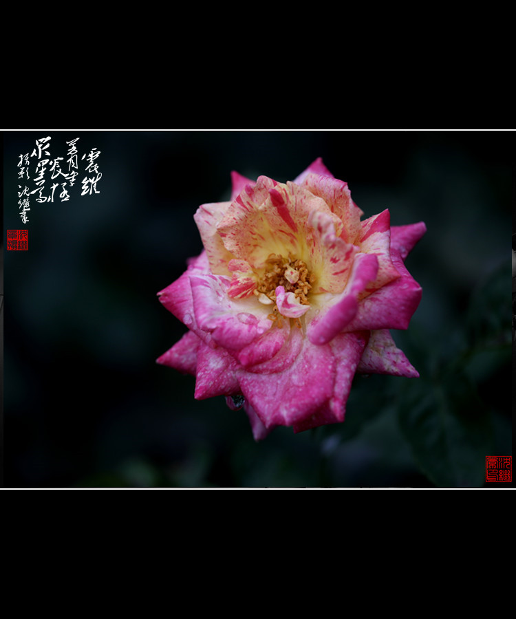 【月季花】 摄影 shenjizhang