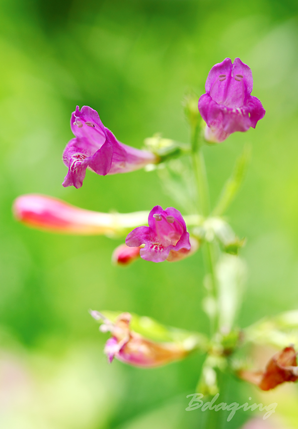 风轮菜 摄影 Bdaqing