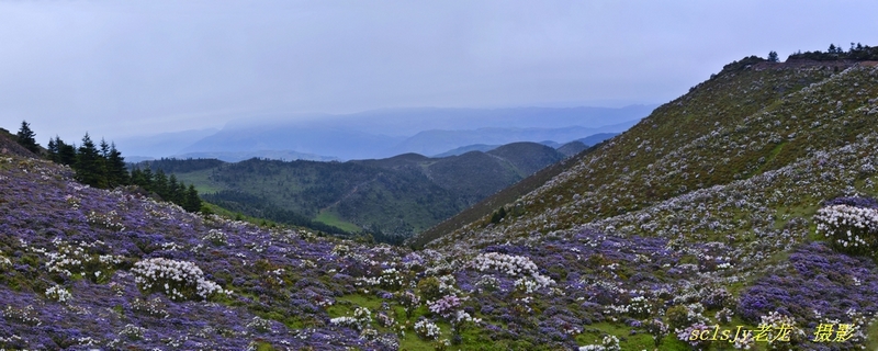 索玛花开满山坡 摄影 lsjy老龙