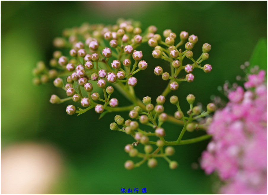 花卉特写2 摄影 依山行