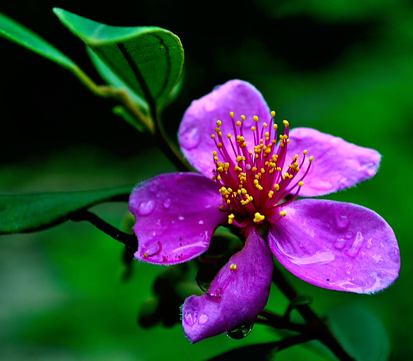 雨后茶花 摄影 月光之子