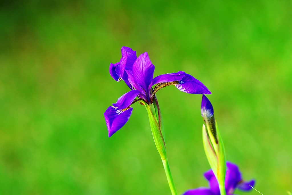 鸢尾花 摄影 怡仁