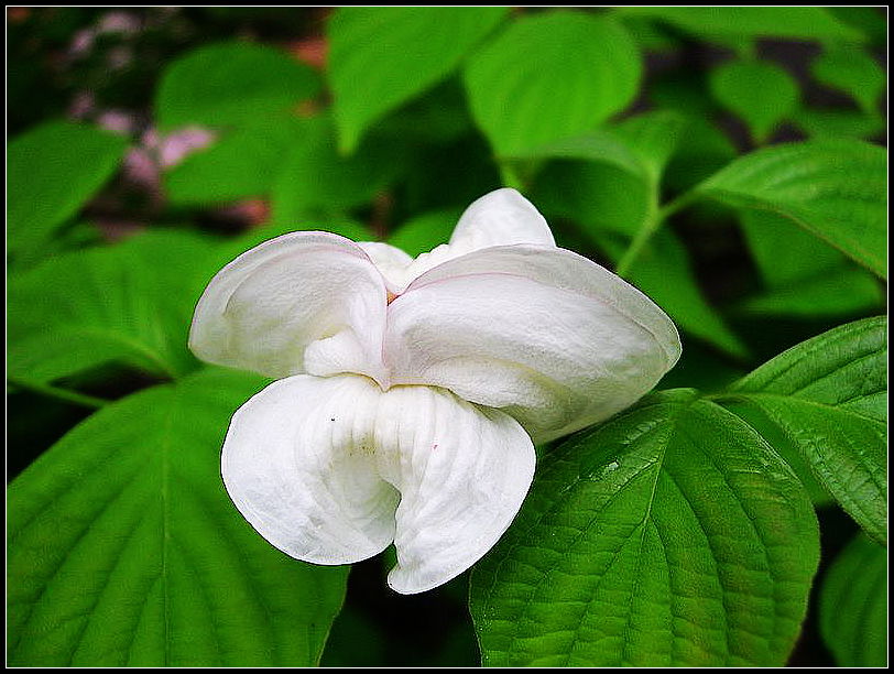 花之韵 摄影 西风胡杨