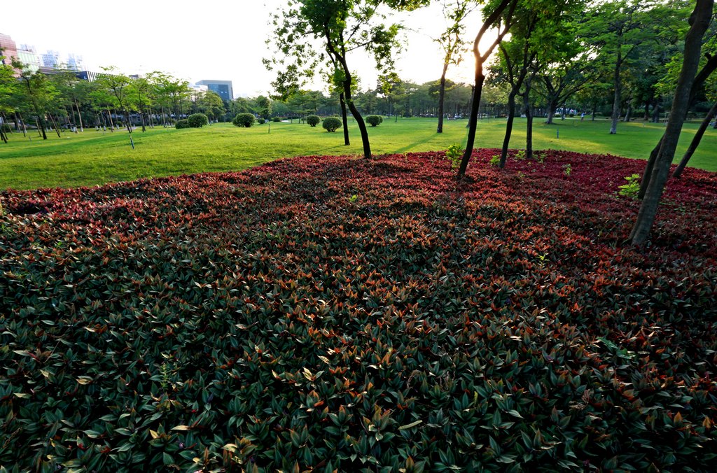 草尖上的夕阳 摄影 阿南黄