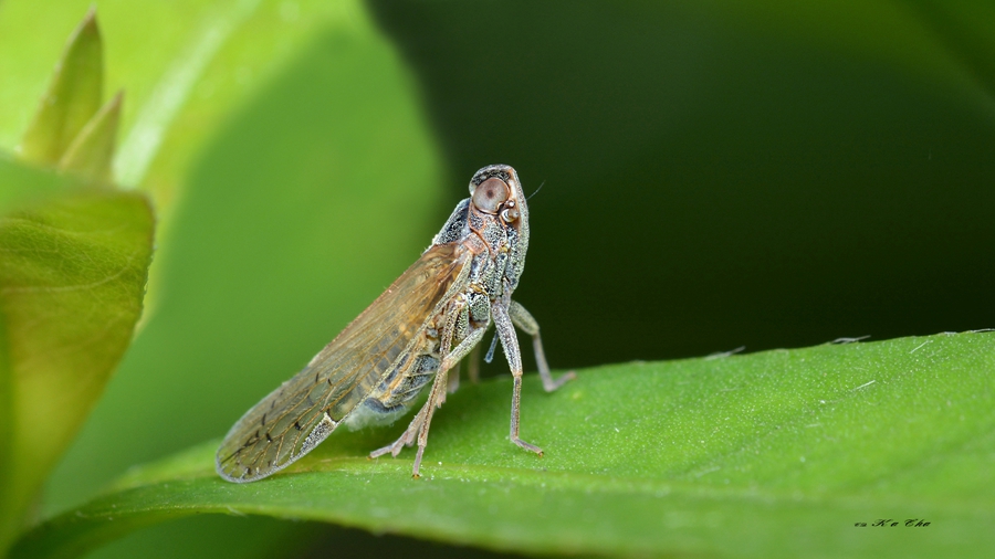 飞虱 Delphacidae 摄影 重庆咔嚓