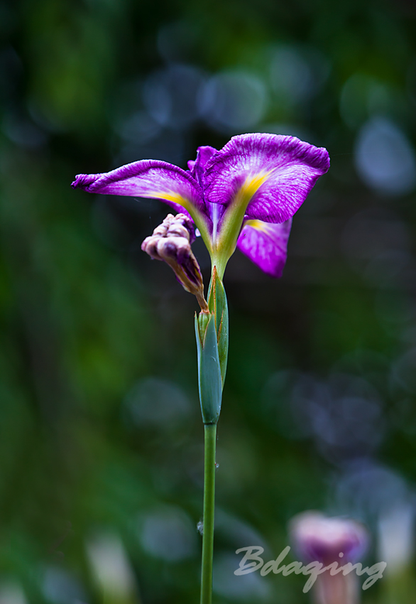 菖蒲花 摄影 Bdaqing