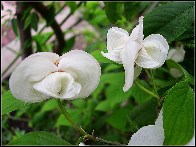 花之韵 摄影 西风胡杨