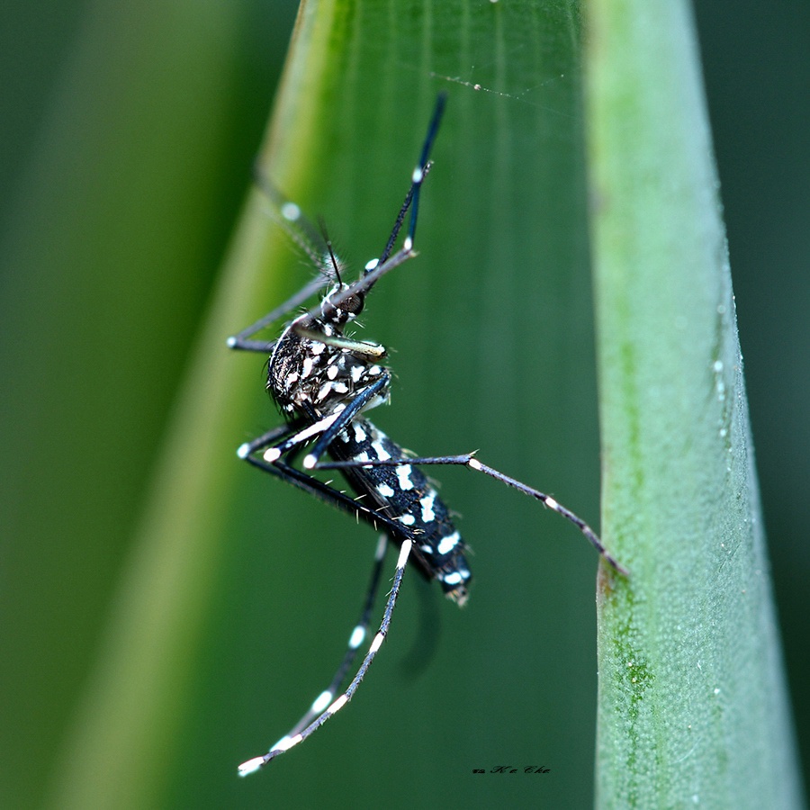 白纹伊蚊 Aedes albopictus 摄影 重庆咔嚓