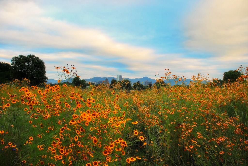 那一片花海...... 摄影 彼岸的风景