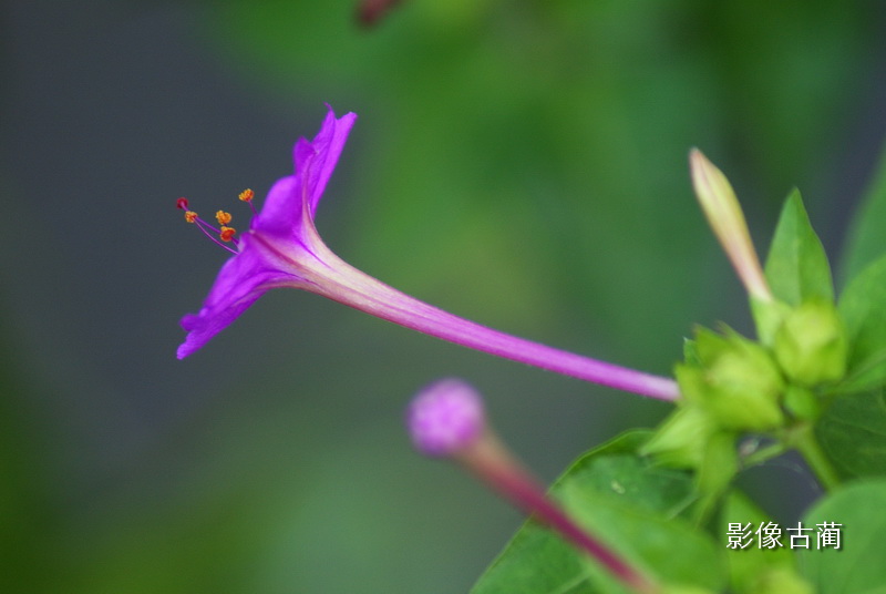 胭脂花1 摄影 WAS